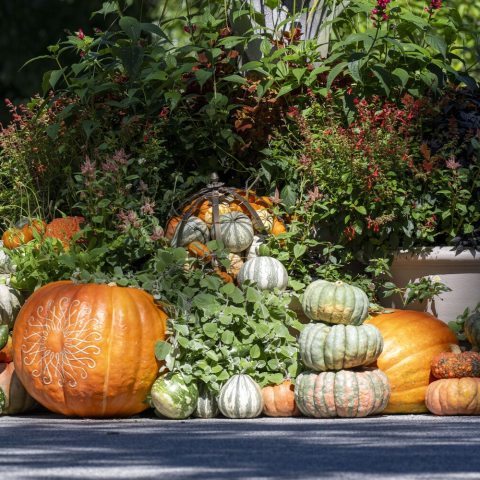 Variety of pumpkins, large and small and from green to bright orange, enveloped with fall blooming annuals. 