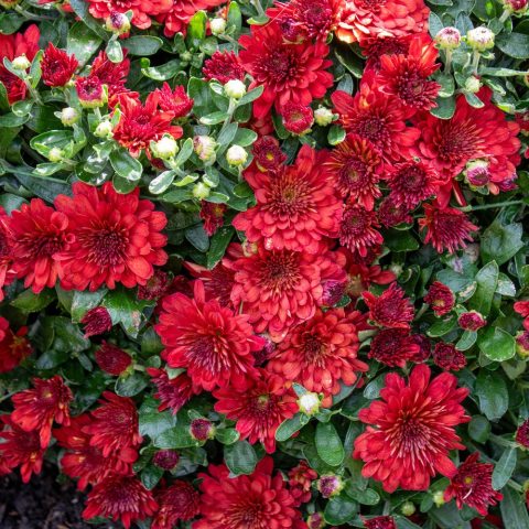Bright, true red petals with decorative-style flower heads featuring a full arrangement of ray florets.