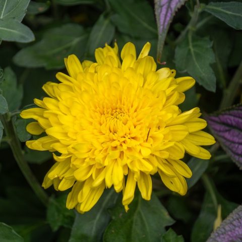 Yellow petals layered on top of each other to form flowers.