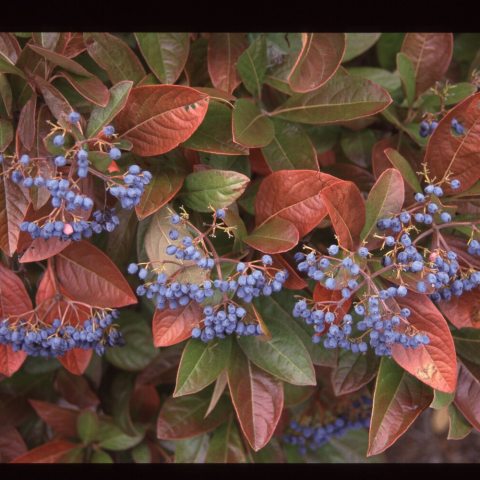 Glossy, deep-wine-red leaves contrast striking clusters of blue-black berries. 