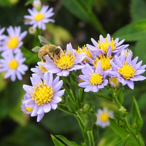 Tall, hardy herbaceous perennial showy, daisy-like, bright violet-purple to lavender flower heads arranged in flat-topped clusters at the top of the stems. 