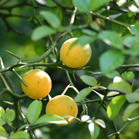 Small, globose (golf ball-sized) citrus fruits hat ripen from a dull green to a bright golden-yellow or orange in the fall.  