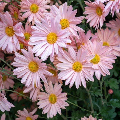 Light-pink and yellow daisy-type flower. 