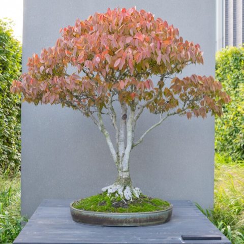 Small bonsai tree with green leaves starting to turn reddish-orange.