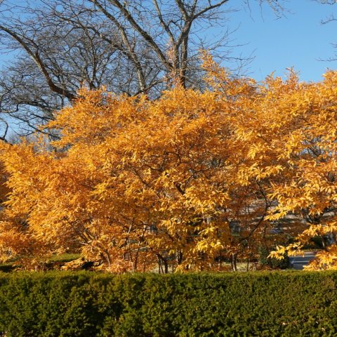Leaves turn showy shades of orange-yellow-red in fall.