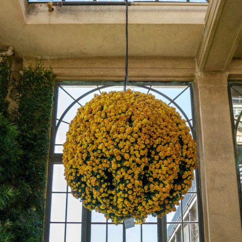 Custom built 18-inch stainless wire basket frame is a mass of anemone mum blooms with a classic, yellowish-orange daisy-like appearance.