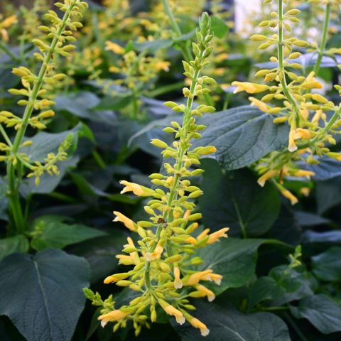 Flowers are a butter-yellow color, appearing on long, vertical spikes.