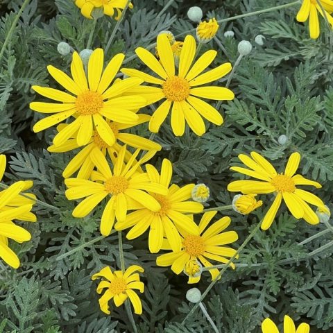 Compact, silver-grey evergreen shrub with golden, daisy-like composite flower heads