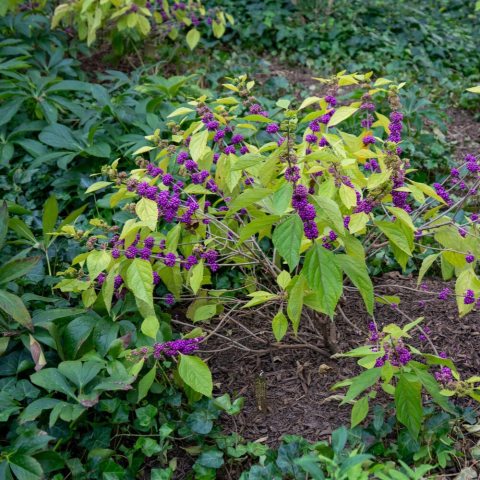 Produces dense, showy clusters of glossy, round, vibrant magenta-blue berries that tightly hug the stems in late summer and fall.