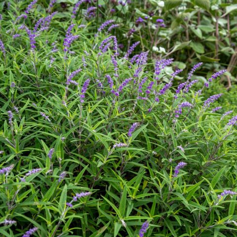 velvety purple-and-lavender flower spikes and a tidy, mounded growth habit