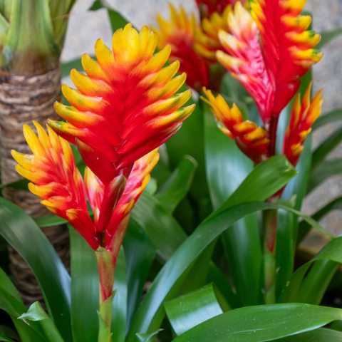 The most dramatic feature is its central flower spike, which is shaped like a bright yellow and red paddle or feather.