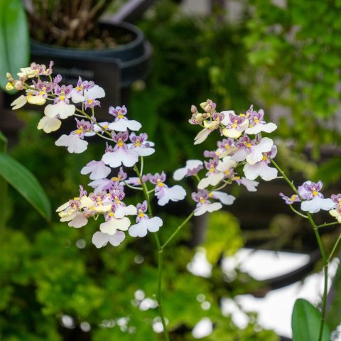 Flowers of the 'Highland' cultivar are miniature, are produced on arching, branched stems. When the blossoms first open, they exhibit a bright, buttery/soft yellow hue and as individual flowers mature over time, they fade into a delicate pinkish-white or soft pink, creating a multi-toned, shifting color display.