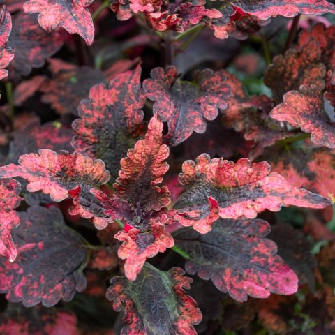Upright, spreading, and bushy, growing about 18 inches tall, with  Coarsely-textured, vibrant serrated leaves in shades of crimson and bright hot pink.