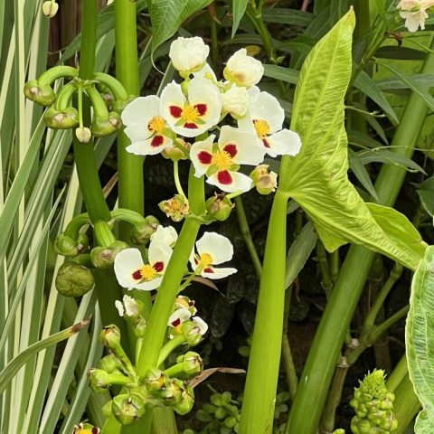 The flower-stem rises directly from the root and bears several rings of buds and blossoms, three in each ring or whorl, and each flower composed of three outer sepals and three large, pure white petals, with a purple blotch at their base.