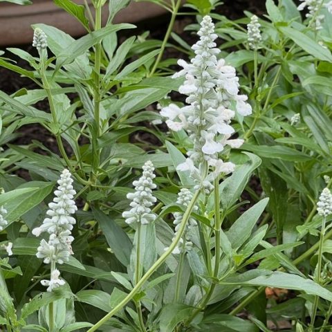 Pure and bright white, two-lipped, tubular blossoms densely packed on upright terminal spikes.