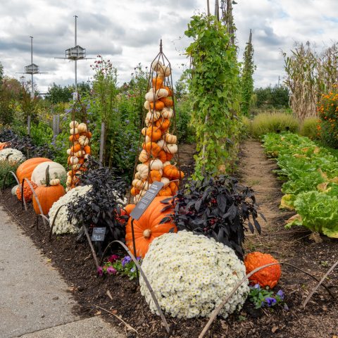 A pumpkin display along a central walkway through a vegetable garden