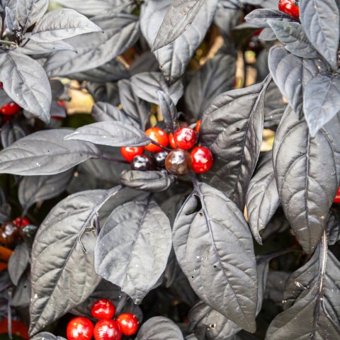 Plant with plant leaves and red, round fruit
