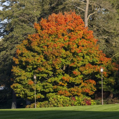 Tree with bright orange trees and at the top