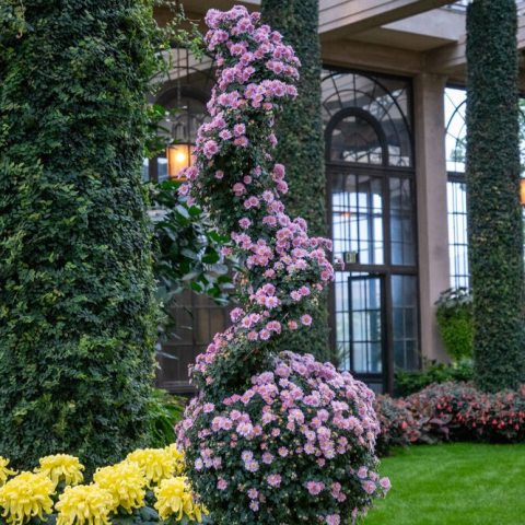 The light pink anemone mum is trained up a long spiral form combined with a form in shape of a sphere. 