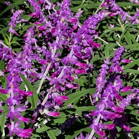 Velvety purple-and-lavender flower spikes and a tidy, mounded growth habit.