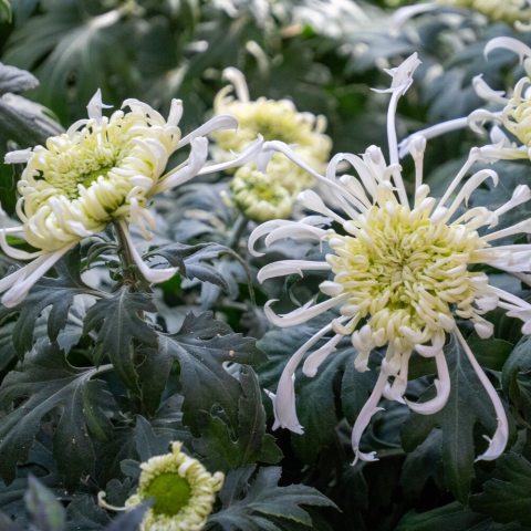 Long, slender, tubular or quilled petals  that are a cool-toned white with a subtle silvery-white sheen, that cascade outward from the center like fine needles.