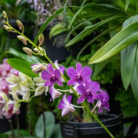  Three purple sepals, two purple petals, and a specialized third petal form a prominent labellum (lip), with a small spur at the back.