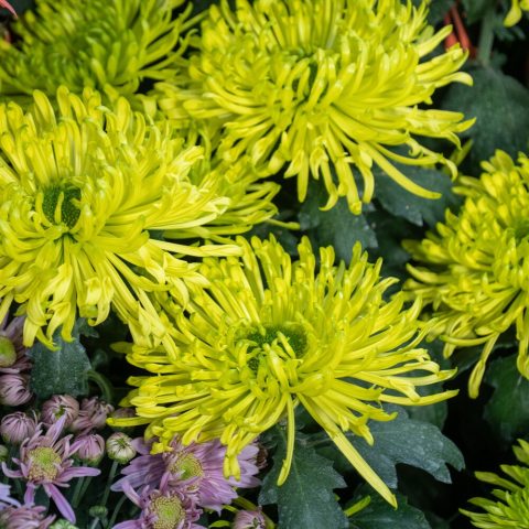 Fully double, producing a dense head made up of elongated, slender, and completely tubular ray green flowers with green center.