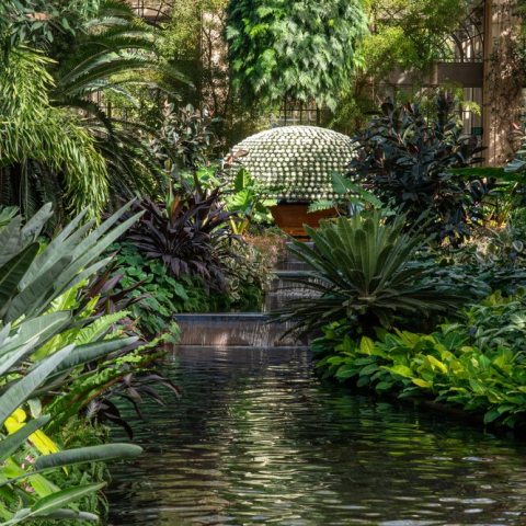 Massive, dome-shaped horticultural display grown from a single plant and a single stem to produce over 1,000 uniform white flowers.