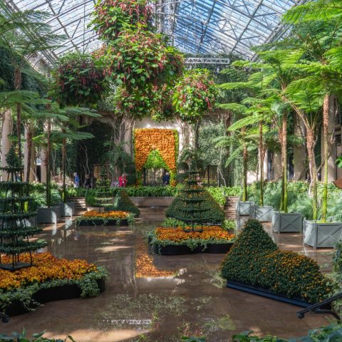 Golden-orange chrysanthemums form a vibrant curtain behind tiered pagodas and mounded living viewing stones, reflected in the shallow water beneath the Exhibition Hall’s canopy of tree ferns.
