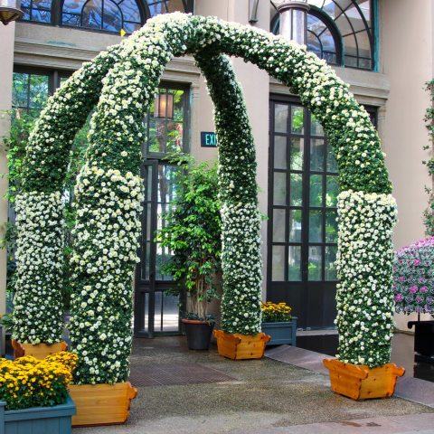 Two chrysanthemum-covered arches intersect overhead, forming a graceful canopy of white blooms.