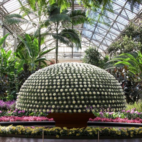 Thousand Bloom is a centuries-old technique  in which a single stem chrysanthemum plant  is grown and trained to produce as many  perfectly placed blooms as possible. This season, the creamy-white cultivar ‘Susono-no-Tsuki' was selected.