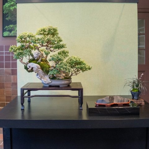 Pairings of tanuki bonsai chrysanthemums and suiseki viewing stones create miniature landscapes that invite quiet contemplation and appreciation.
