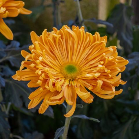 The blooms in this class resemble a daisy with a central  disk surrounded by one or more rows of florets.  Blossom color is orange.  