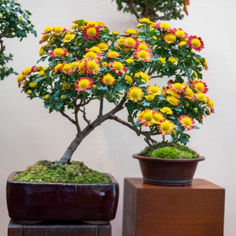Special low-growing varieties of chrysanthemums,  known as “gnome” chrysanthemums,  are great for bonsai because of their  small size, leaves, and flowers.