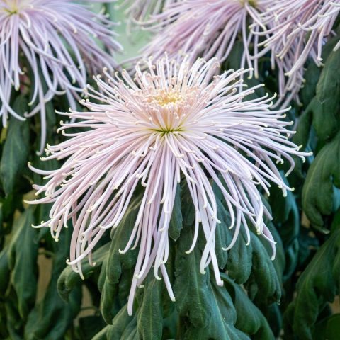 This class of blooms features long tubular petals that  curl or hook at their tips. Their texture can range from  very fine to coarse.