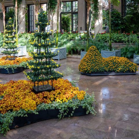 The fern-floor chrysanthemum landscape transforms trained mountain and pagoda forms into a floral interpretation of suiseki viewing stones, evoking distant peaks and inviting quiet reflection on the natural world.
