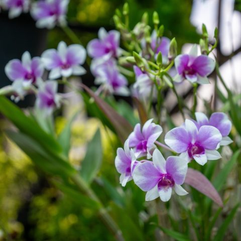 Compact-growing hybrid orchid, featuring striking purple, magenta, or deep raspberry-toned highlights and striping, frequently paired with contrasting white or lighter splash patterns on the petal tips.
