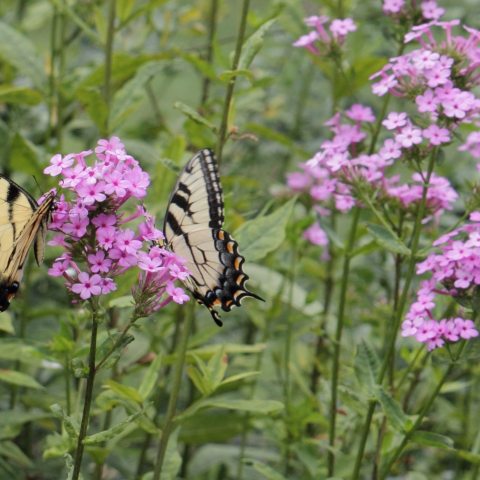 Lavender-pink flowering plant with two butterflies. 