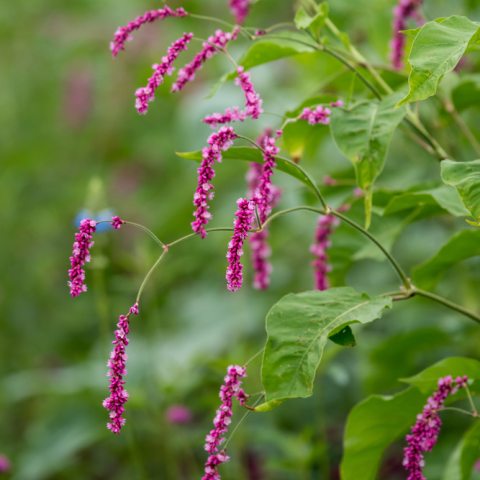 Long, string-like purple flowers and green leaves. 