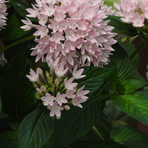 Clustered pink five peddle blooms with white centers