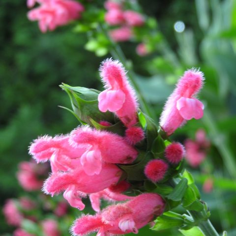 Bright pink fluffy looking flowers with green leaves.