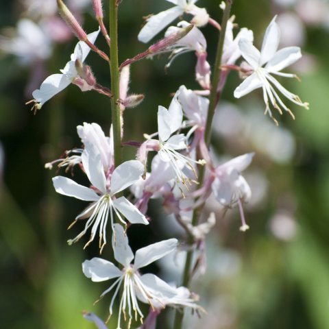 Light pink and white petaled flowers. 