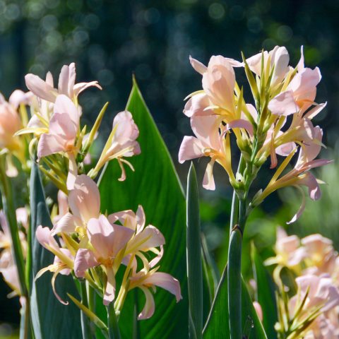 Tall spikes of iris-like flowers in shades of pale yellow and pink. 