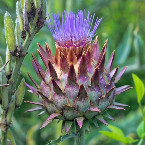 Spiky, brown and purple flower with spikes jutting out. 