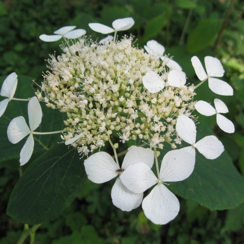Groups of white flowers with green leaves. 