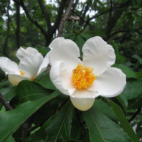 White petaled flower with orange center and green leaves.