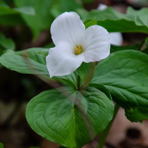 The large white flowers, the leaves, and sepals are all arranged in sets of three, which is a characteristic of the species. 