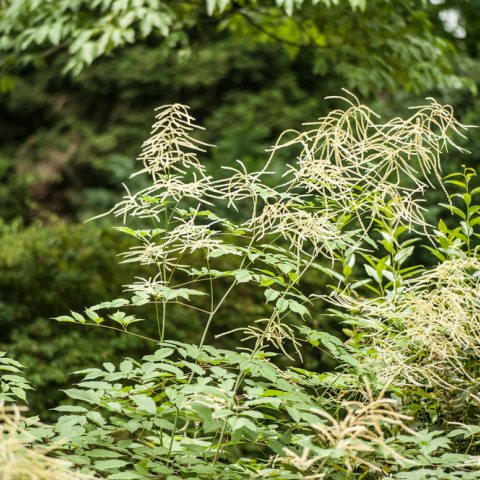 Dense clusters of feathery plumes, cream-colored flowers that appear in late spring or early summer. 
