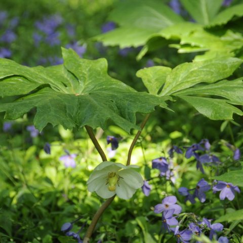 Large, umbrella-like leaves, with solitary nodding, white, fragrant flowers that bloom below the leaves. 