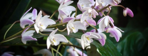 close up of pink and white orchid flowers in bloom